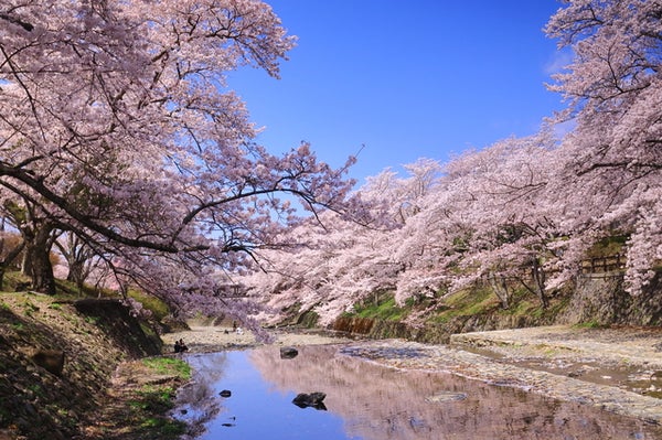 【奈良県内発】 嵐山「渡月橋」・世界遺産「醍醐寺」・七谷川桜並木 京の3つの桜めぐりと春色アフタヌーンティー 日帰り2